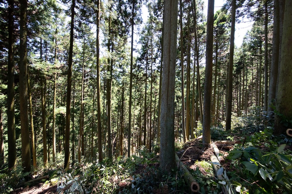 山林管理サポート