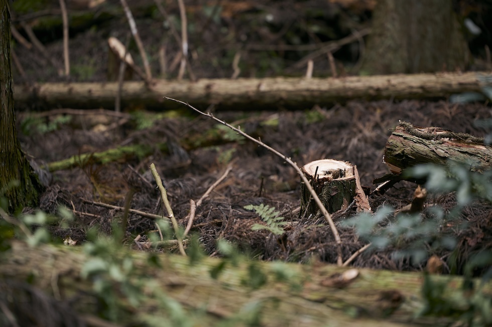 放置林整備事業